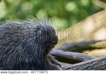 Erethizontidae, North American Porcupine, Climbing Over Trees And Branches. Lives In North America, 