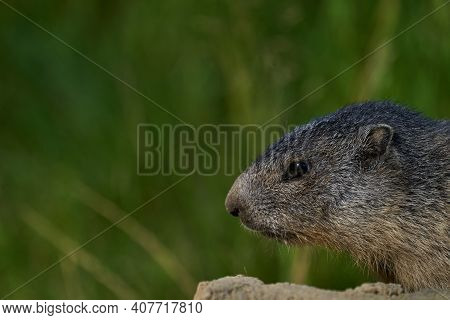 Marmota Monax, Groundhog Known From Movie Groundhog Day With Punxsutawney Phil For Weather Forecast