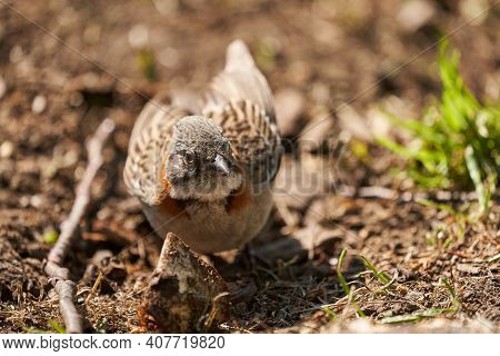 Zonotrichia Capensis, Rufous-collared Sparrow Is A Small Bird From Patagonia In South America, Chile