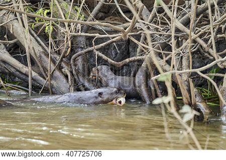 Giant River Otter, Pteronura Brasiliensis, A South American Carnivorous Mammal, Longest Member Of Th