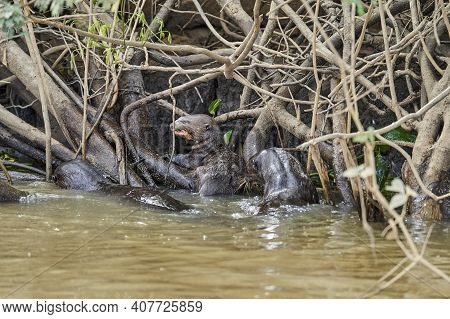 Giant River Otter, Pteronura Brasiliensis, A South American Carnivorous Mammal, Longest Member Of Th