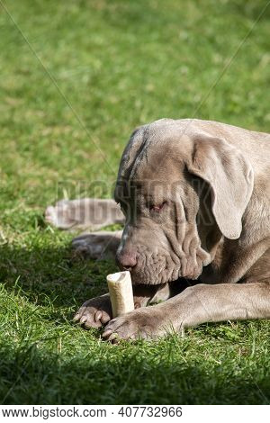 Large Dog Chewing A Marrowbone To Help With His Teeth And Health  Shot In Selective Focus With And G