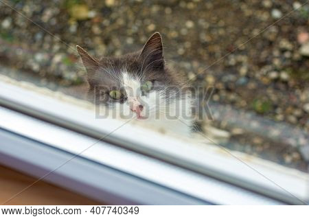 A Stray Cat Looks Piteously Out The Window