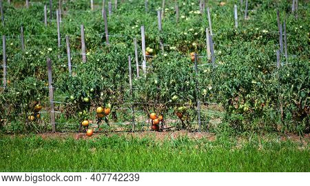 Tomato Farm Grows Rows Of Tomatoes