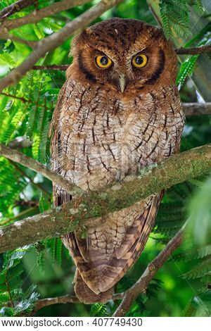 Portrait Of An Owl While Resting During The Day