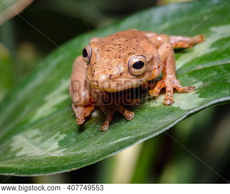 Frog In Jump Position On A Green Leaf