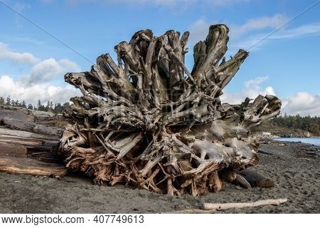Large Driftwood Roots On The Sandy Beach At Coburg Peninsual, Vancouver Island, British Columiba