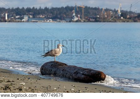 Seagull Standing On A Driftwood Log At The Coburg Beach On Vancouver Island