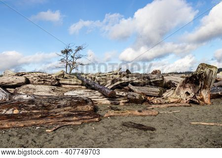 Driftwood On The Beach On The Coburg Peninsula, Vancouver Island
