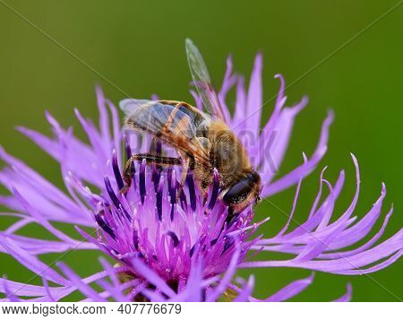 European species of hoverfly (epistrophe eligans) on purple flower