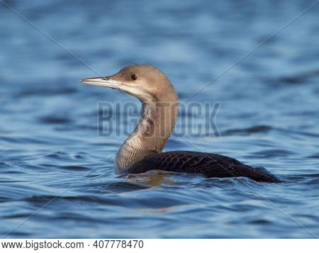 Black-throated diver (Gavia arctica) in natural habitat