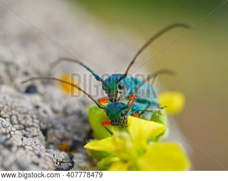 Phytoecia caerulea (longhorn beetle) in natural habitat during mating ritual