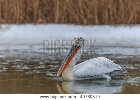 Dalmatiske Pelican (pelecanus Crispus) i vinteren