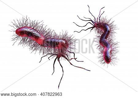 Helicobacter Pylori, Bacterium Colonizing Stomach And Associated With Gastric And Duodenal Ulcer, 3d