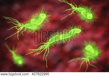 Helicobacter Pylori, Bacterium Colonizing Stomach And Associated With Gastric And Duodenal Ulcer, 3d