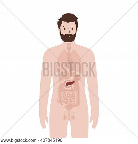 Icons Of Pancreas And Gallbladder In Human Body. Isolated Male Silhouette. Digestive System Concept.