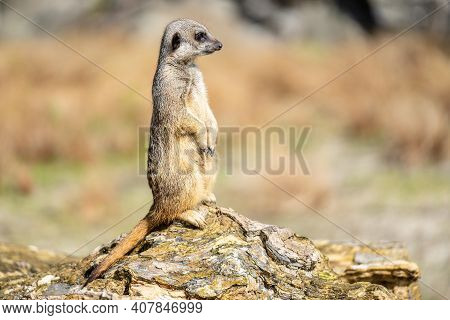 The Meerkat, Suricata Suricatta Or Suricate Is A Small Carnivoran In The Mongoose Family. It Is The 