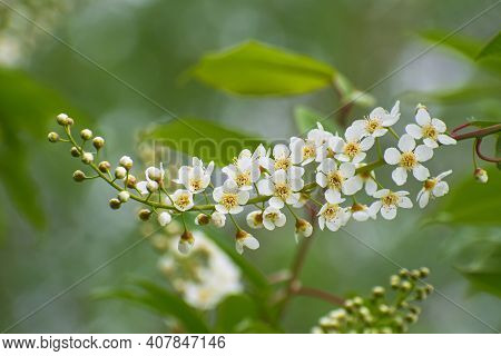 The Charming Bird Cherry Branch With Tender  White Flowers And Buds Closeup On Blurred Greenery Flor