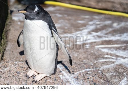 The Gentoo Penguin Pygoscelis Papua Is A Penguin Species In The Genus Pygoscelis