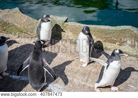 The Gentoo Penguin Pygoscelis Papua Is A Penguin Species In The Genus Pygoscelis
