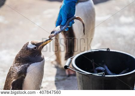 The Woman Feeds Penguins.the Gentoo Penguin Pygoscelis Papua Is A Penguin Species In The Genus Pygos