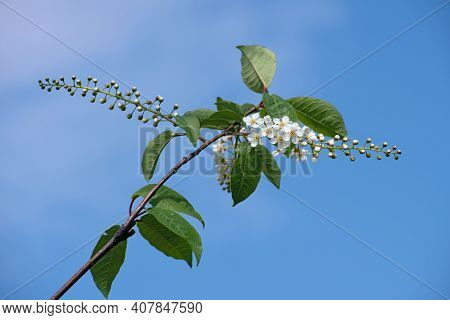 The  Charming Twig Of Blooming White Bird Cherry With A Lot Of Buds On Bright Blue Sky Background  I