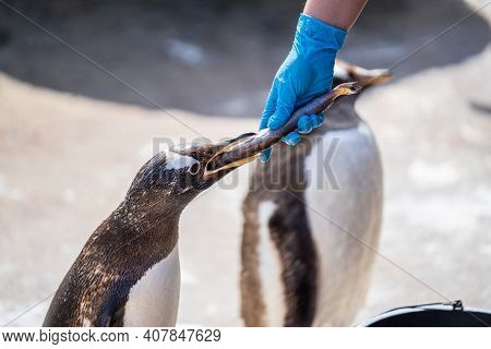 The Woman Feeds Penguins.the Gentoo Penguin Pygoscelis Papua Is A Penguin Species In The Genus Pygos