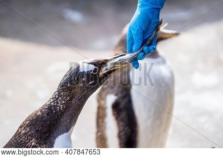 The Woman Feeds Penguins.the Gentoo Penguin Pygoscelis Papua Is A Penguin Species In The Genus Pygos
