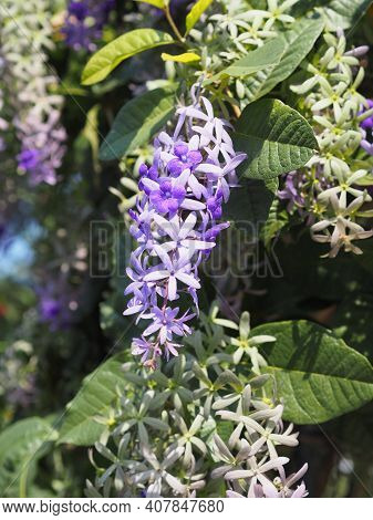 Sandpaper Vine Purple Wreath Flower Bunch Purple Bouquet Of Five Petals Like A Five Pointed Petal Bl