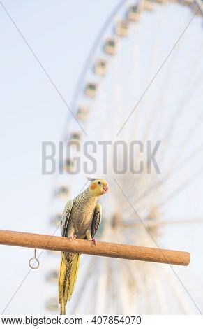 Selective Focus Cockatiel  Nymphicus Hollandicus Beautiful Adorable Bird On Wooden Stand.