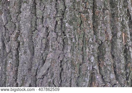 The Bark Of The Tree. Fln For Wallpaper. Background For A Photo Shoot, Texture Of A Tree. Natural Tr