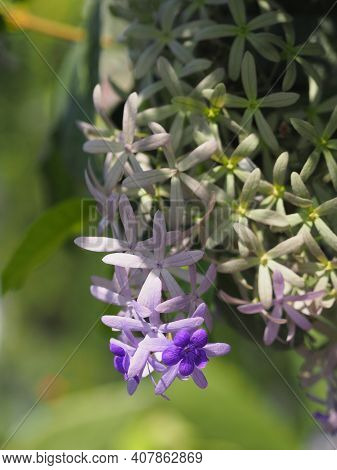 Flower Purple Sandpaper Vine Purple Wreath Bouquet Of Five Petals Like Five Pointed Hairy Base Of Th