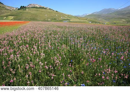 Norcia (pg), Italy - May 25, 2015: The Famous Spring Flowering In The Fields Around Castelluccio Di 