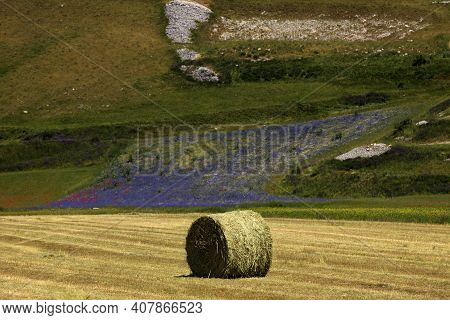 Norcia (pg), Italy - May 25, 2015: The Famous Spring Flowering In The Fields Around Castelluccio Di 