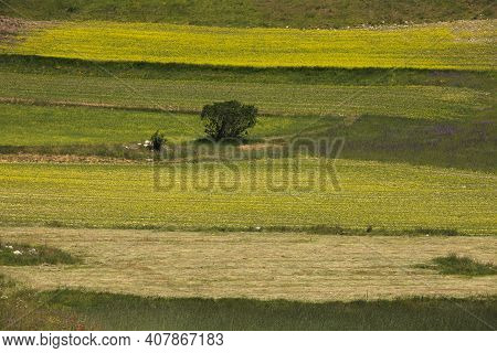 Norcia (pg), Italy - May 25, 2015: The Famous Spring Flowering In The Fields Around Castelluccio Di 