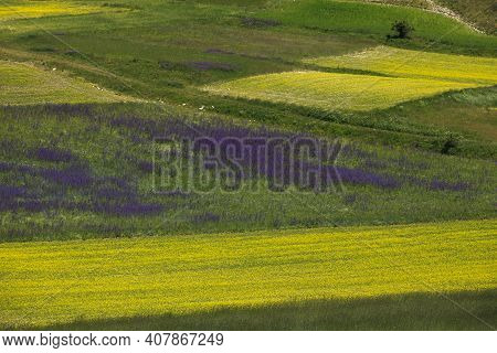 Norcia (pg), Italy - May 25, 2015: The Famous Spring Flowering In The Fields Around Castelluccio Di 