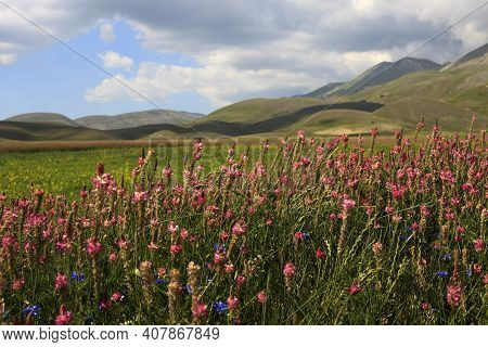 Norcia (pg), Italy - May 25, 2015: The Famous Spring Flowering In The Fields Around Castelluccio Di 