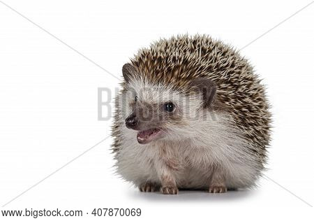 Adult Male Four Toed Hedgehog Aka Atelerix Albiventris. Sitting Facing Front, Mouth Open. Isolated O