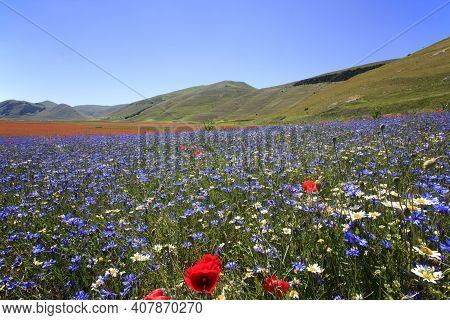Norcia (pg), Italy - May 25, 2015: The Famous Spring Flowering In The Fields Around Castelluccio Di 