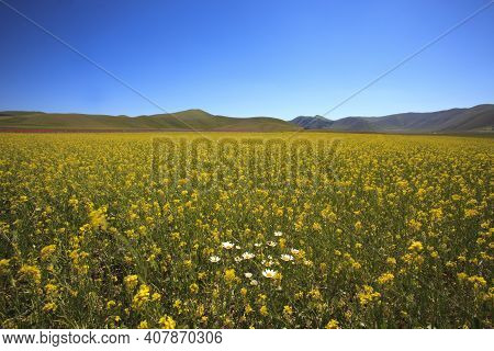 Norcia (pg), Italy - May 25, 2015: The Famous Spring Flowering In The Fields Around Castelluccio Di 