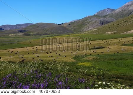 Norcia (pg), Italy - May 25, 2015: The Famous Spring Flowering In The Fields Around Castelluccio Di 
