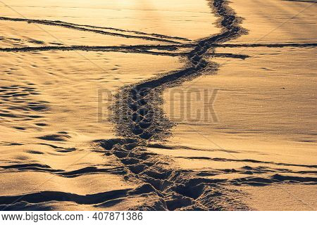 Trails On The Golden Snow At Sunset. Abstract View Of A Snow-covered Field With Trodden Paths. Beaut