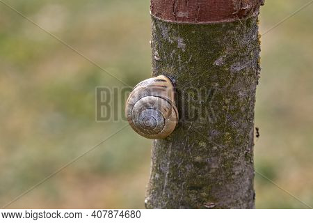 Grove Cepaea, Sits Crawling In The House On A Narrow Cherry Tree Trunk In Front Of A Green Unfocused