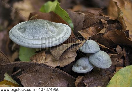 The Aniseed Toadstool (clitocybe Odora) Is An Edible Mushroom , An Intresting Photo
