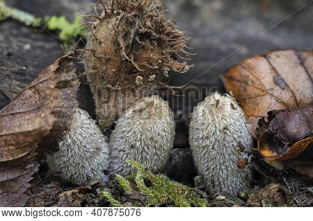 Coprinopsis Lagopus Is A Species Of Fungus In The Family Psathyrellaceae. , An Intresting Photo