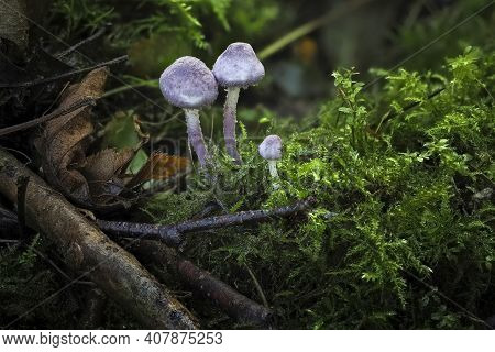 Cystolepiota Bucknallii Is A Species Of Basidiomycete Fungus Of The Genus Cystolepiota. , An Intrest