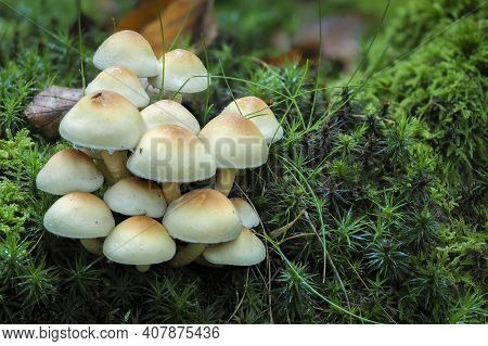 The Sulphur Tuft (hypholoma Fascuiculare) Is A Poisonous Mushroom , An Intresting Photo