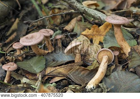 Lactarius Lilacinus, Or The Lilac Milkcap, Is A European Species Of The Large Milk-cap Genus Lactari