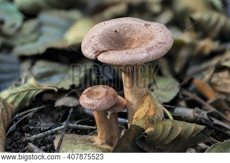 Lactarius Lilacinus, Or The Lilac Milkcap, Is A European Species Of The Large Milk-cap Genus Lactari