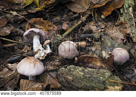 Clitocybe Nuda, Commonly Known As The Wood Blewit And Alternately Described As Lepista Nuda, Is An E